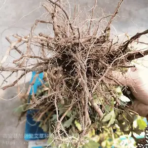 旭御堂供应中草药类艾草种苗原材料，地栽苗艾根、艾苗，不足一年，成活***、产量高、含绒量高、适应强