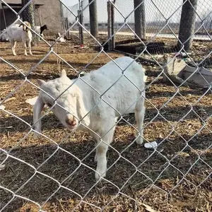 �ѳ��ȶ�п����˿����������������ֳ��ţ������������԰Χ����