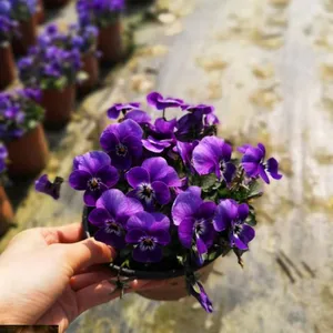 20���ָ߰׽�ռ۸�,��ɫ�Ž�����,�ɶ�������ֲ����