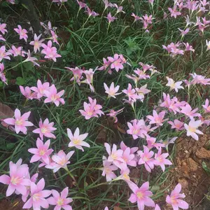 供应 红花葱兰 韭兰 风雨花 庭院绿化多年生花卉种苗 基地批发