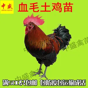 2020年广西南丹瑶鸡苗价格|贵州土鸡苗批发|云南鸡苗孵化场