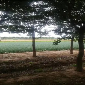 ���գ�����������Ʒ������