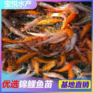 陕西名贵锦鲤鱼苗良种锦鲤鱼苗繁殖