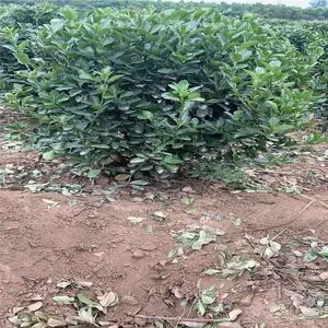 ����԰�� ��Ҷ����ë��Ӧ�� ��߻���ë�� ����***