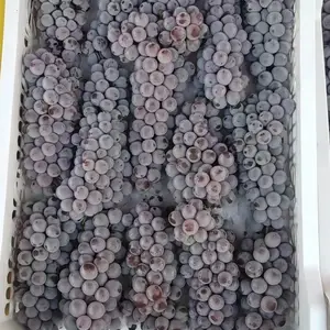 吉林出售金红娃葡萄苗 郁金香葡萄苗无核剂膨大剂源头厂家