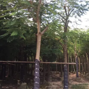 厦门凤凰木遮荫树,厦门凤凰木精品批发