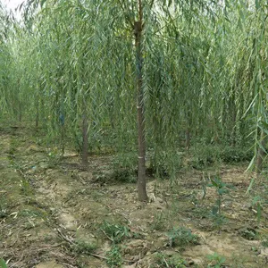 ��Ӧ������ľ���س��۴�������˿����3��10�����ϳ��۸��׳ɻ�ù���
