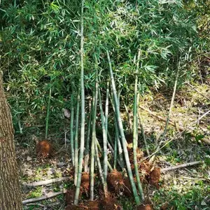 花都刚竹基地价格 花都绿化刚竹公园用地 花都刚竹什么价格