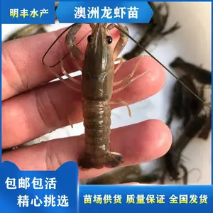 水产养殖 澳洲大龙虾苗 鲜活小青龙虾苗 港明渔业发货
