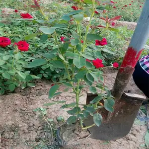 ���������������� ԰�ֹۻ�ֲ�� Ӫ�����¼��� ���ػ�ľС��