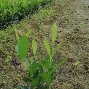 泰国龙船花/中叶龙船花/新奇士龙船花批发