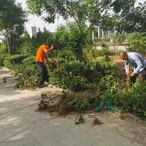 樱桃树批发-太原雅仕阁-清徐樱桃树