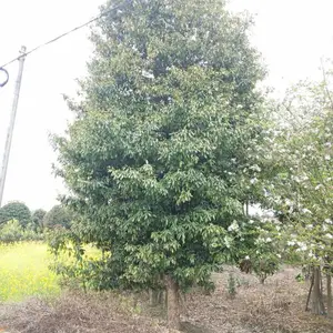 ��Ӧ�Ĵ��ɶ���骼۸��ľ��������