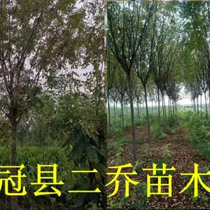 山东8公分香花槐种植基地