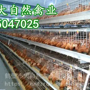 青年鸡养殖场,60天海兰褐批发,60日龄京红青年鸡,60天育成鸡