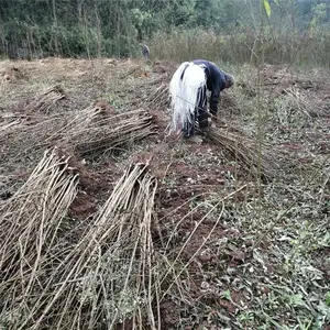 重庆脆红李苗、脆红李苗价格、脆红李苗研究基地