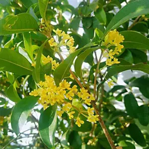 塑料香精耐高温塑料香精桂花香精