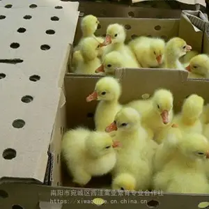 河南鹅苗成本,成鹅销售,现在鹅苗价格,肉鹅苗批发