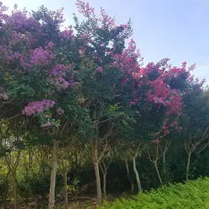 �е���4������ޱ����������