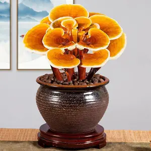 ��֥�� �辰��֥ �ʻ���֥���� ������ֲ���� ��������ڼ�����