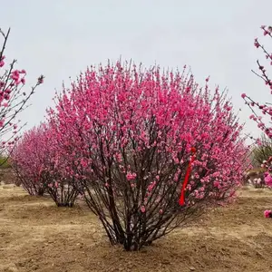 ���س��� ��Ҷ÷���� �ͺ��ͺ�����ǿ����԰�ַ羰���͹ڷ�����