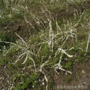 ��ѩ��������ֲ���� �������黨 ѩ�� ����÷