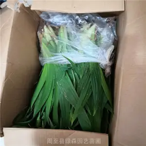 ԣʢ��ɭ��ľ����-�ر��ݻ�-������β-��������