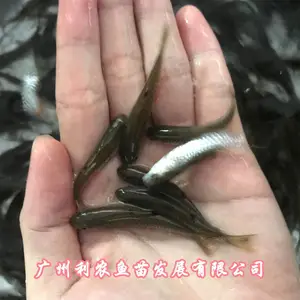 �Ĵ��������������������㽭�����л������������
