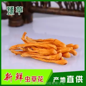 产地北虫草批发、北虫草煲汤方法北虫草源头厂家