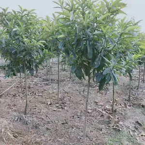 14����������_��ͨ14����������