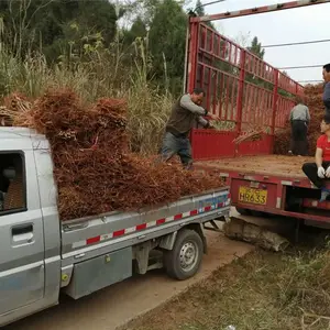 贵州凤凰李子树苗质量有*** 贵州凤凰李子树苗幼树修剪技术