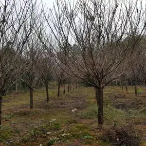 供应12公分晚樱1000棵,12公分晚樱价值,江西晚樱报价。