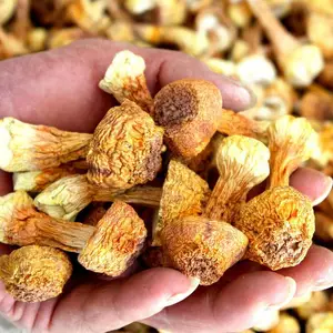彝山香批发云南特产山珍姬松茸干货批发食用菌现货供应