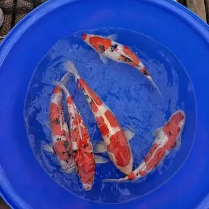 舟 山锦鲤，优质锦鲤鱼 观赏鱼 吃奶鱼 耐活好养 发货速度快