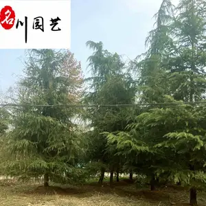 基地供应10-20公分雪松 树形好四季常绿 工程园林别墅小区绿化苗木