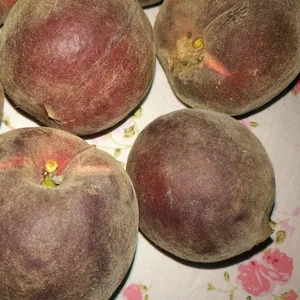 供应黑桃_黑桃新品种_山东黑桃树苗批发