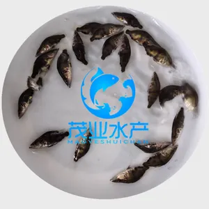 柳州鳜鱼苗茂业水产桂花鱼苗批发桂花鱼苗鱼塘投放密度广西桂花鱼苗多少钱一斤