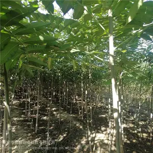 ¶���㴻���� ����ũҵ ��Ʒ���㴻�� ���س���