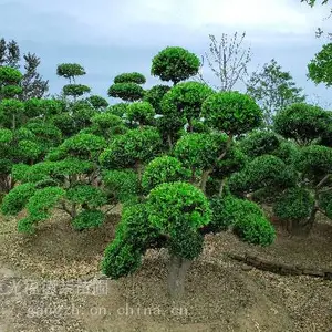 苏州造型黄杨种植基地 造型瓜子黄杨树 小叶黄杨树桩盆景