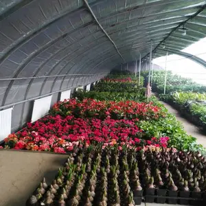 博利农业品牌 花卉大棚 树桩盆景 薄膜温室大棚 名贵盆栽绿植