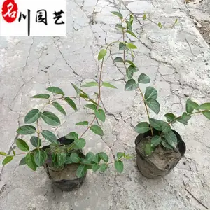 出售金银花爬藤杯苗 成都爬藤植物批发 墙体花架绿化 金银花多少钱