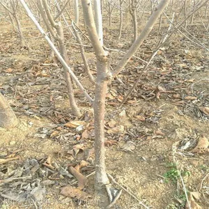 樱桃苗多少钱 樱桃苗种植 产地直供 现挖现卖