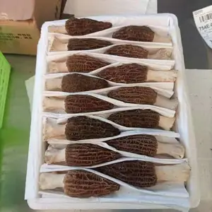 ��ɽ������������Ǿ� ���Ģ ��ǹ�ʳ�þ�����