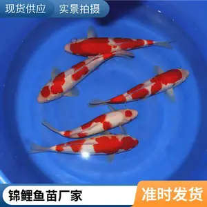 大日锦鲤板井锦鲤规格齐全品种多样供应血统锦鲤大量批发基地直销抗病能力强聚鑫锦鲤