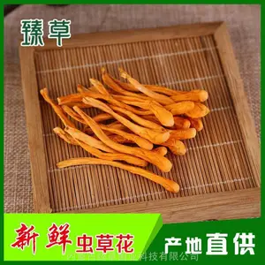 孢子头北虫草干货批发新鲜北虫草批发，北虫草源头厂家