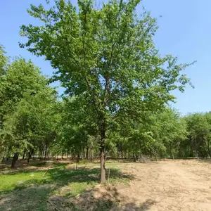 陕西汉中二乔苗木榆树小苗基地装车价格,3公分榆树苗厂家批发,榆树小苗产地报价
