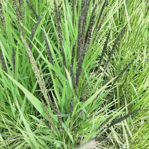 河南信阳紫云英绿肥黑色大米黑米口感清香***,健康,品质***5公斤包装农家自种***