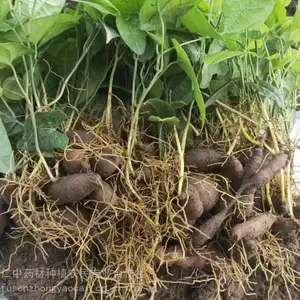 云南地苦胆种子_中药金果榄种苗_鲜货金果榄供应基地