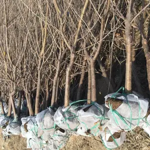 樱桃苗批发 深圳樱桃苗基地