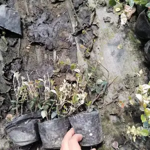 供应花叶络石杯苗 大杯小苗花叶络石工程苗 花叶络石基地